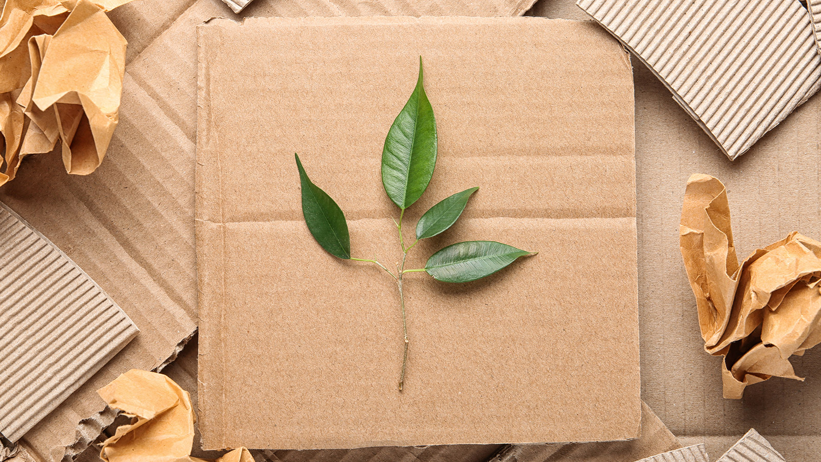 Flat lay composition with pieces of cardboard and green branch